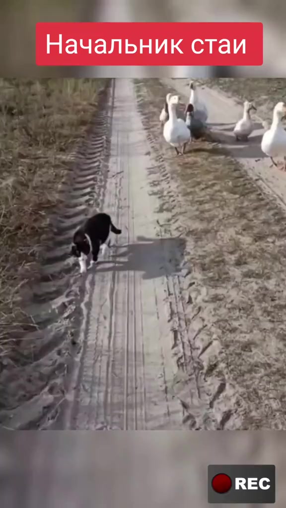 @Лариса