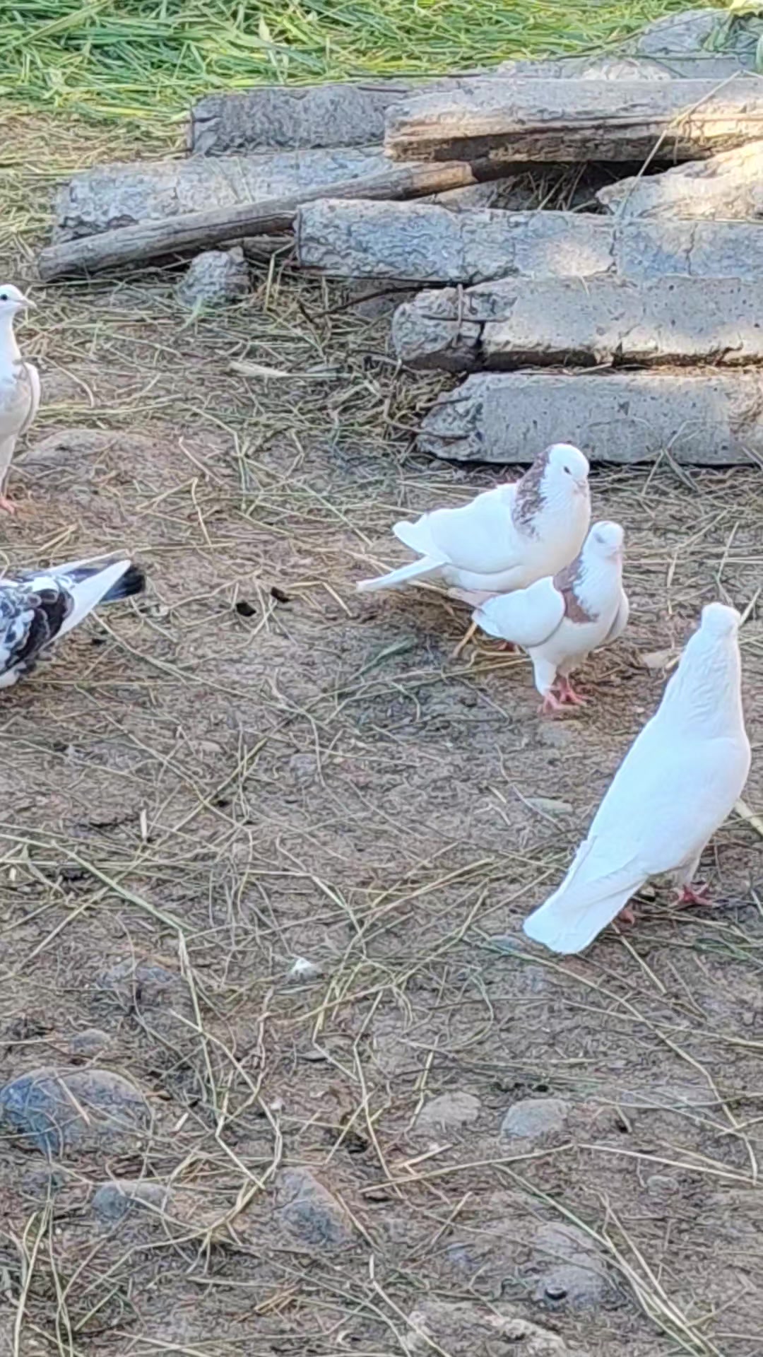 @Göyərçin51