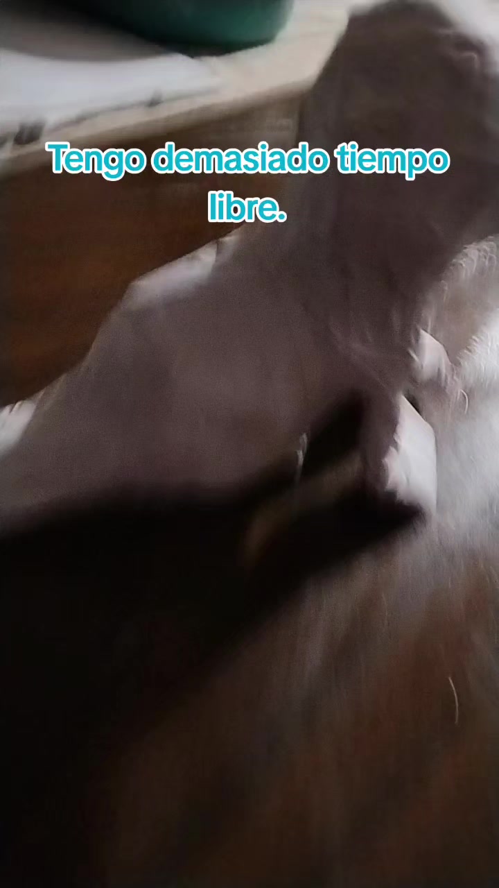 @Dexter𓃥333💜🐾🐶