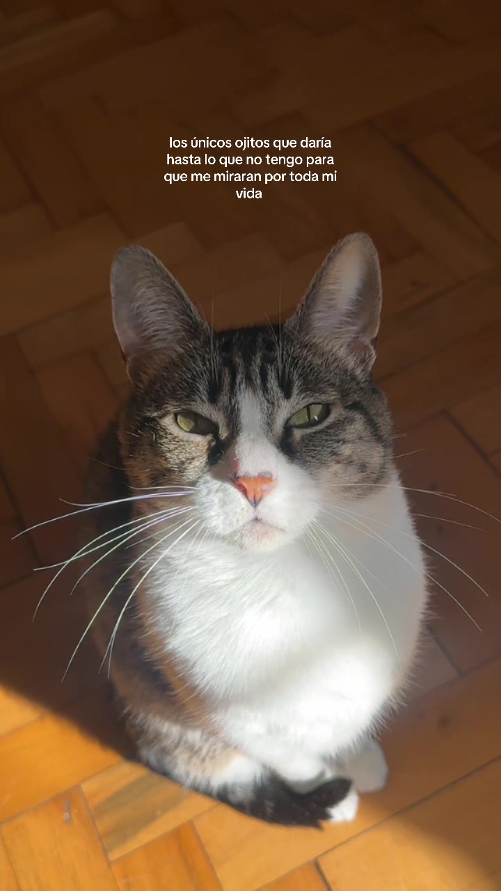 @nani 🐈&zwj;⬛