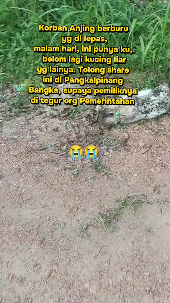 @🇮🇩Adek Gely😽❤️