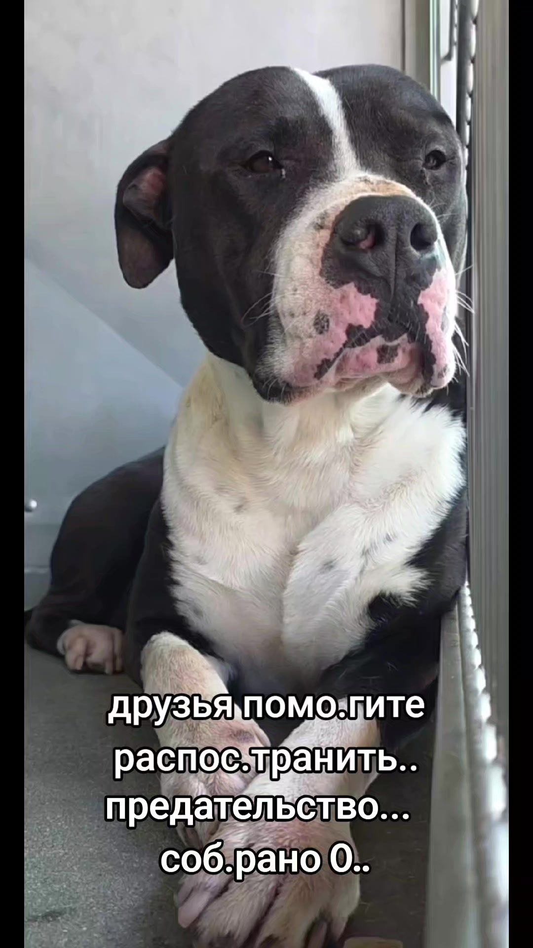 @animal