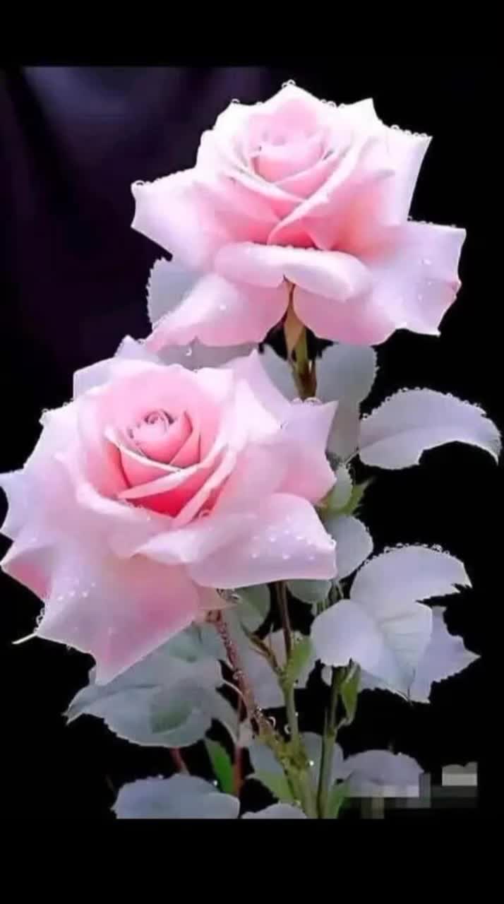 @๐น๐๐๐ ๐๐๐๐ ๐ถ๐