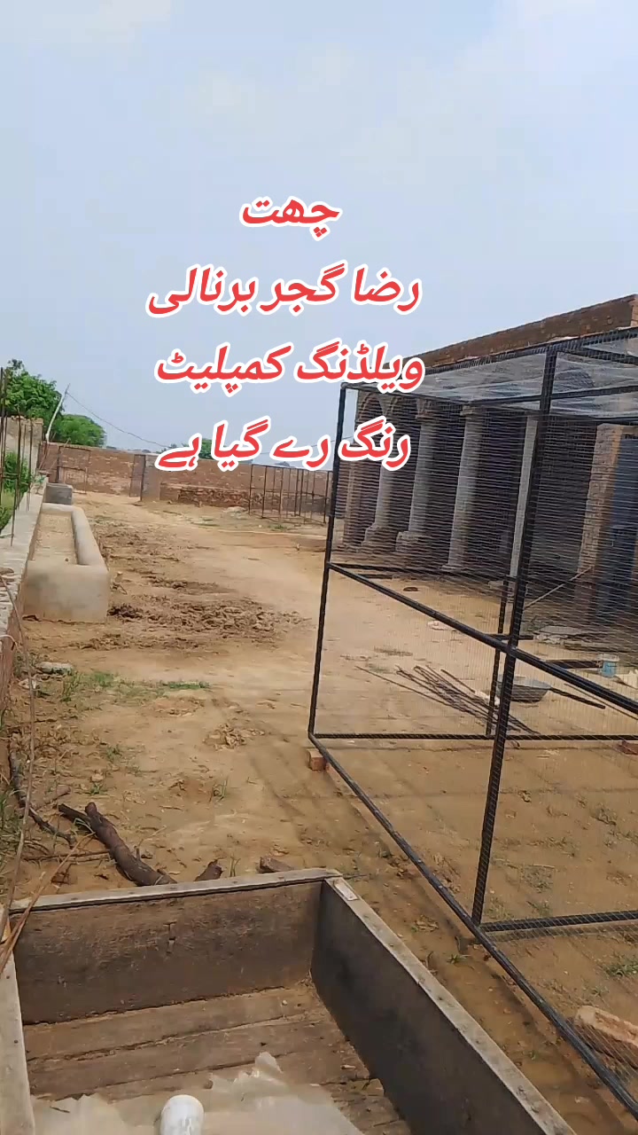 @Pigeons Cages maker 💞
