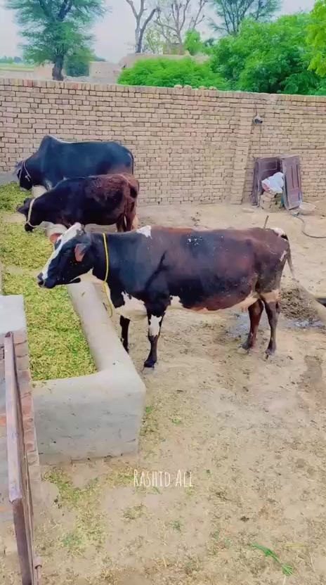 @RASHID JUTT