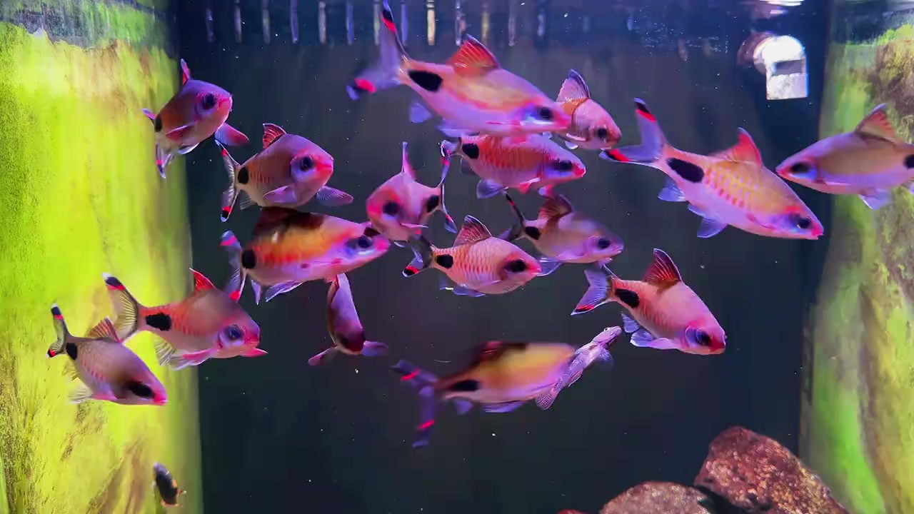 @Long chơi hồng mi bóng đêm 🦈