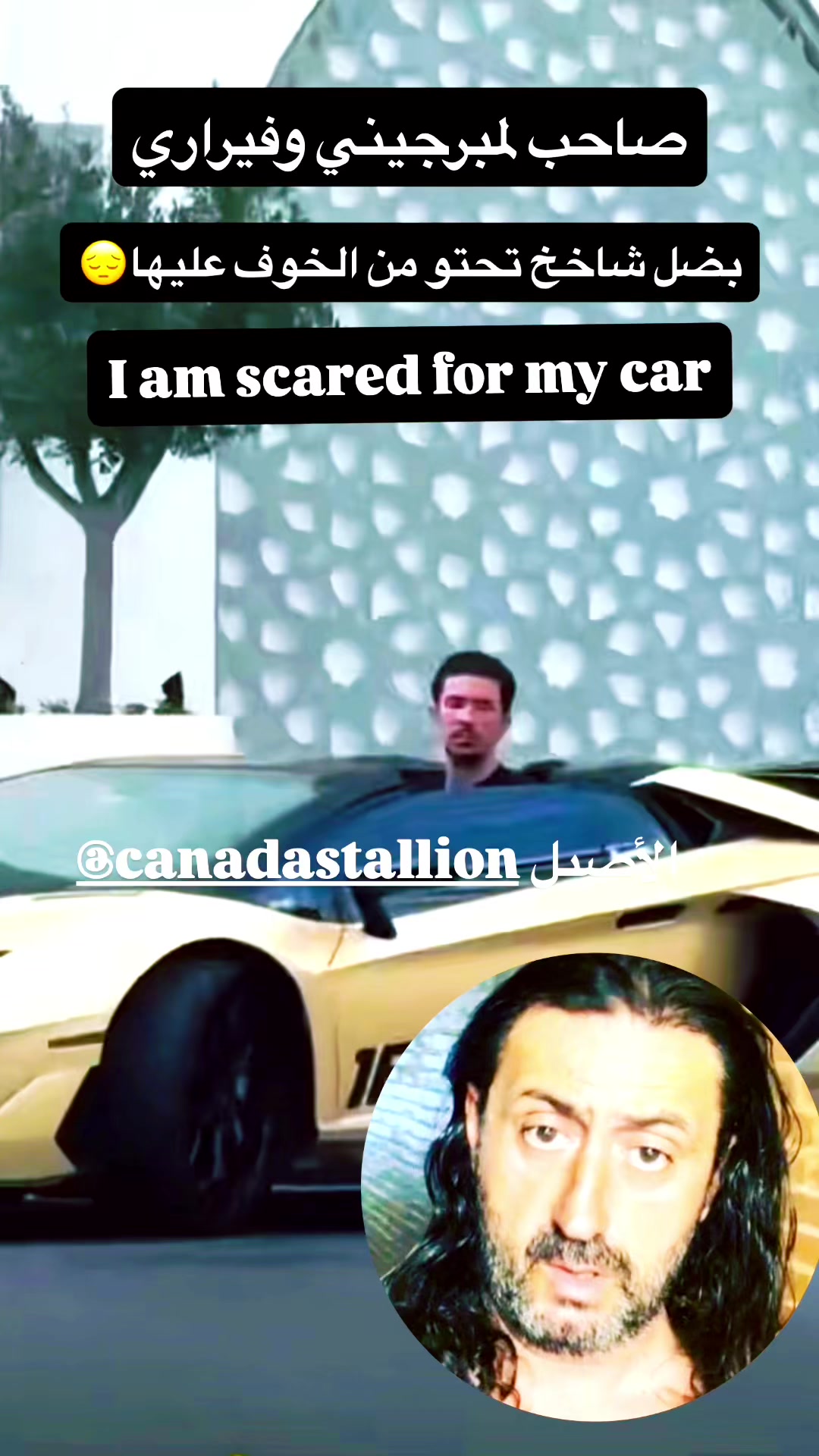 @Canadastallion 🇨🇦 الأصيل