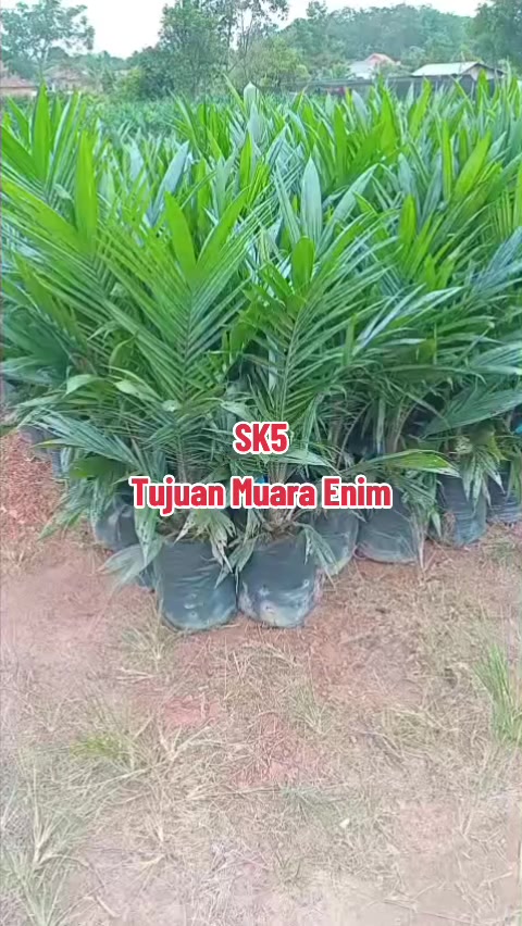 @BOS SAWIT