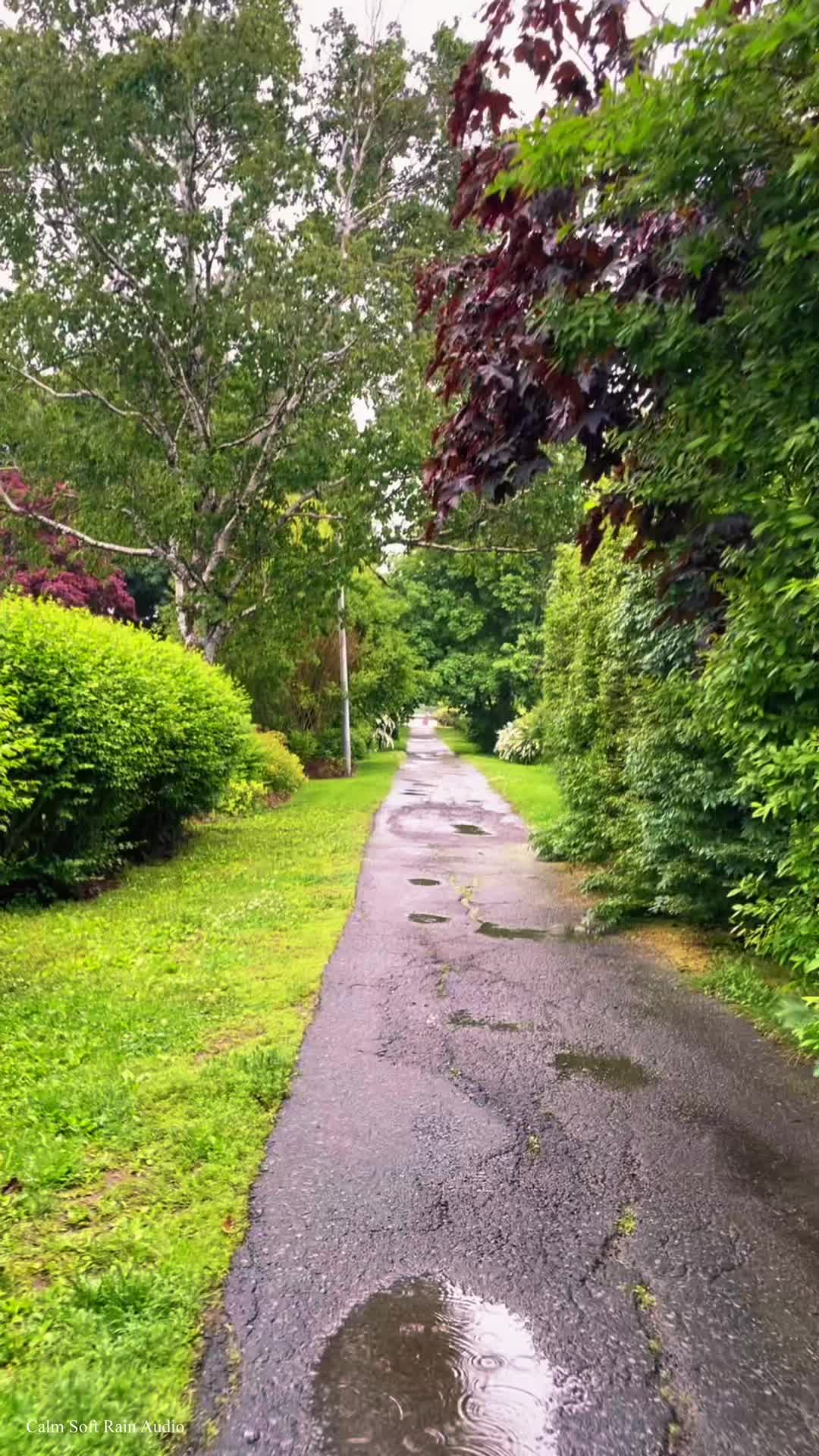 @Calm Soft Rain Audio