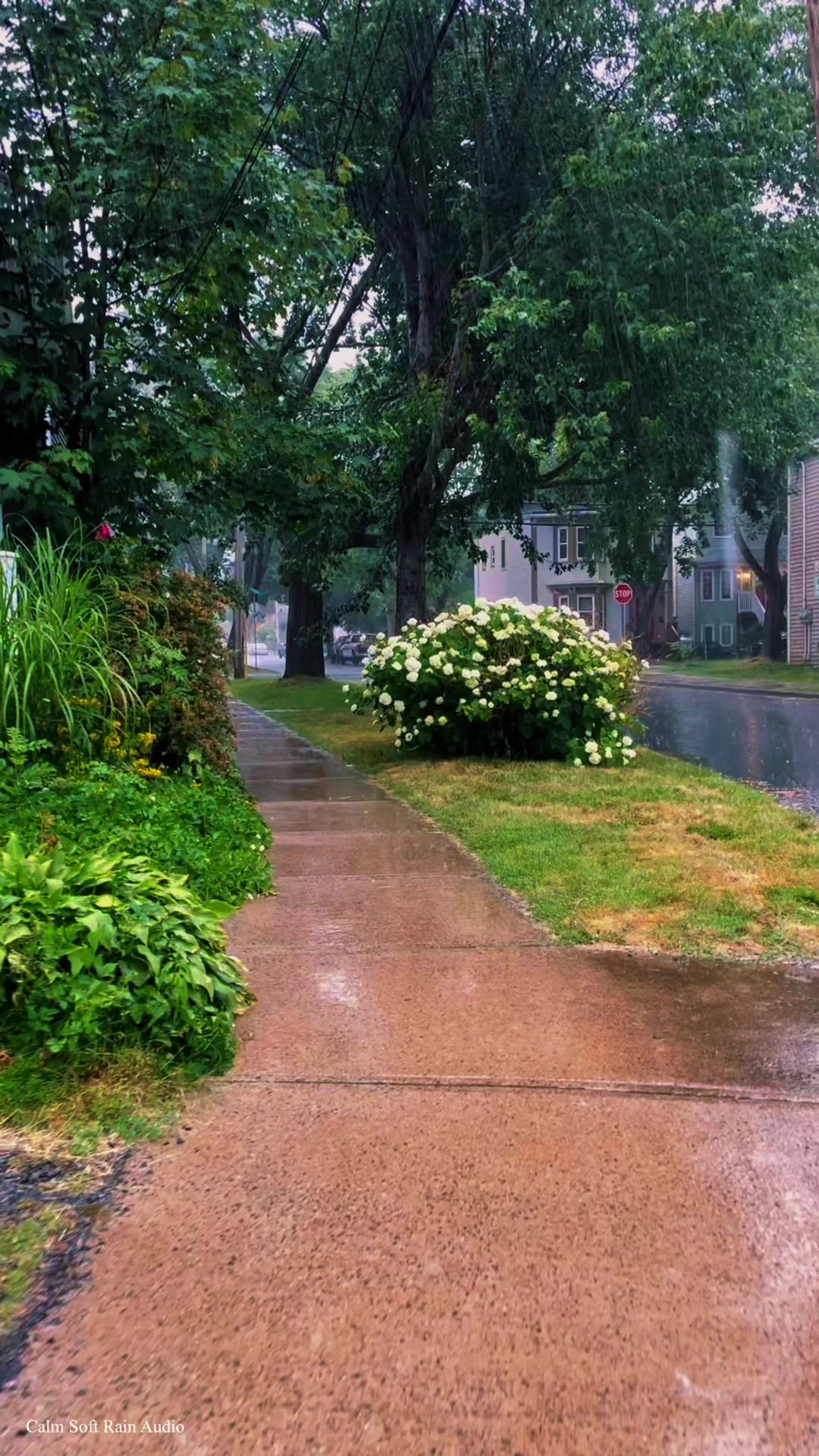 @Calm Soft Rain Audio