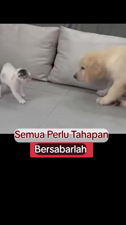 @Husaini Ahmaddo