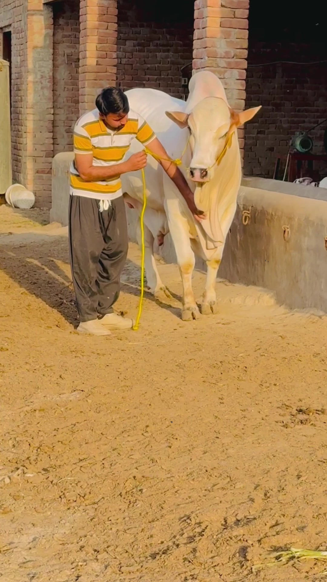 @Unique Cattle Farm