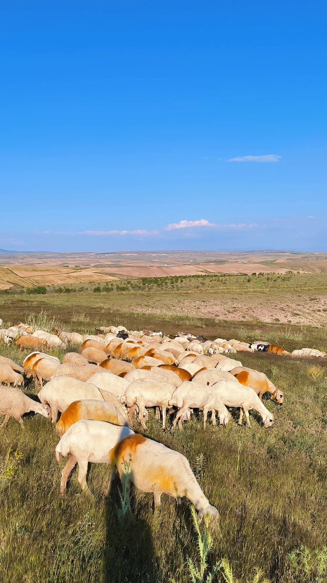 @🔗Aslan🕊️Öztürk🔗