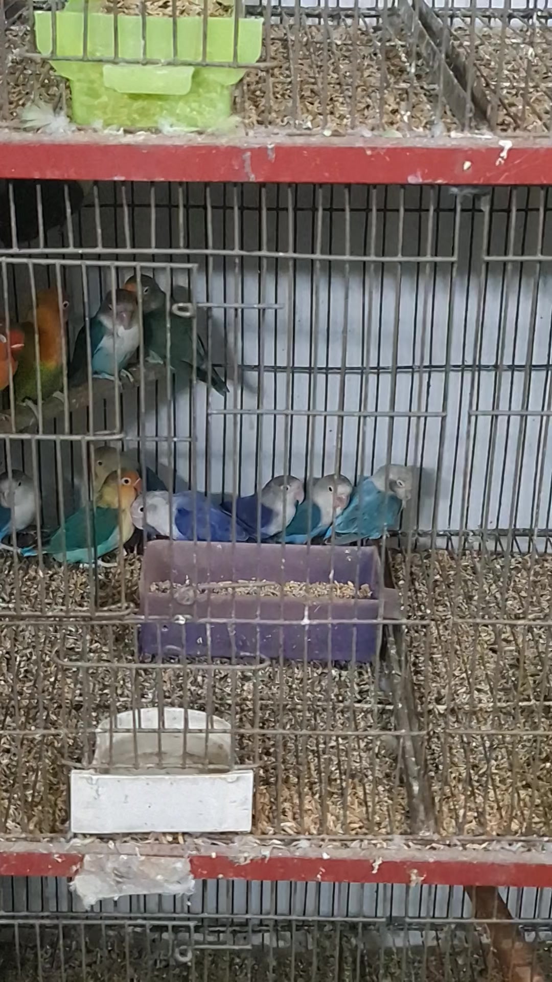 @ROYAL BIRD US