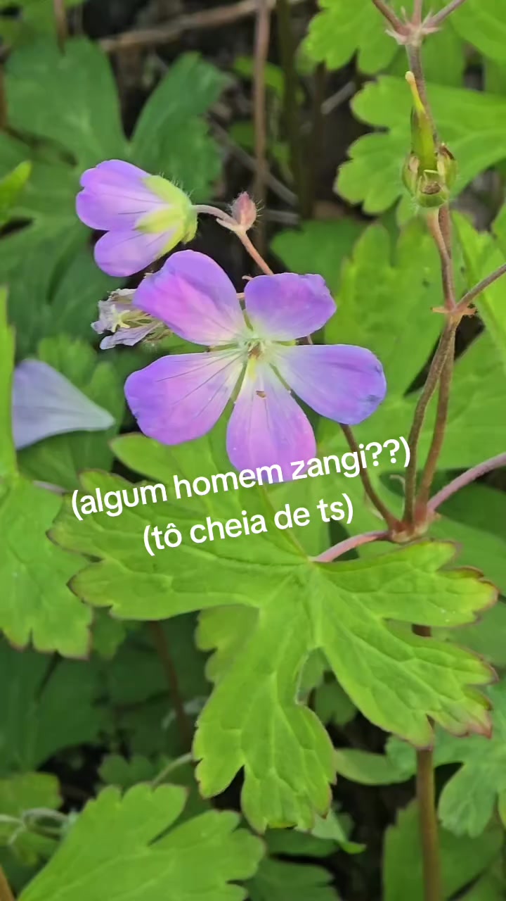 @isaonly