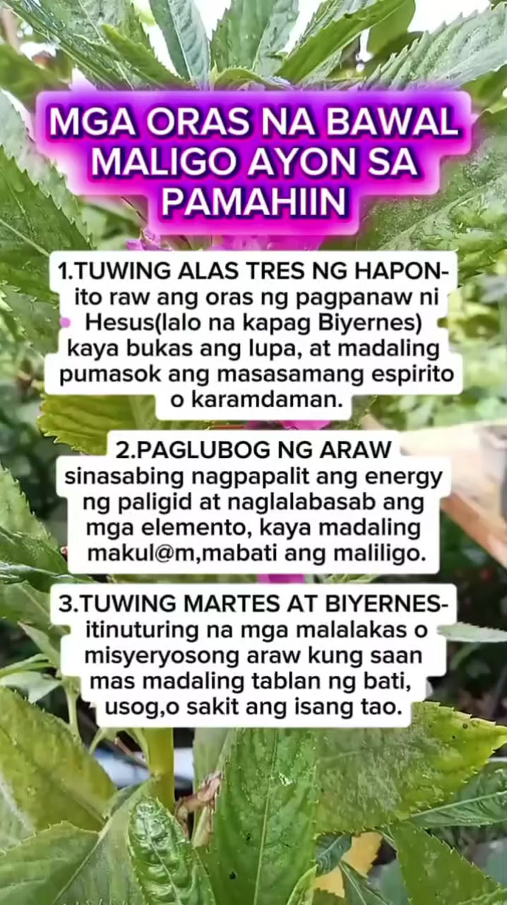 @🐝Tala Hives🐝