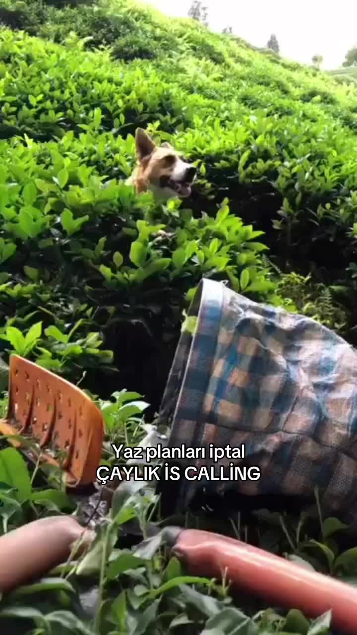 @CT