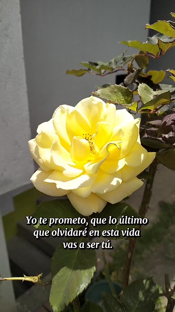 @𝑻𝒖 𝑪𝒐́𝒎𝒑𝒍𝒊𝒄𝒆