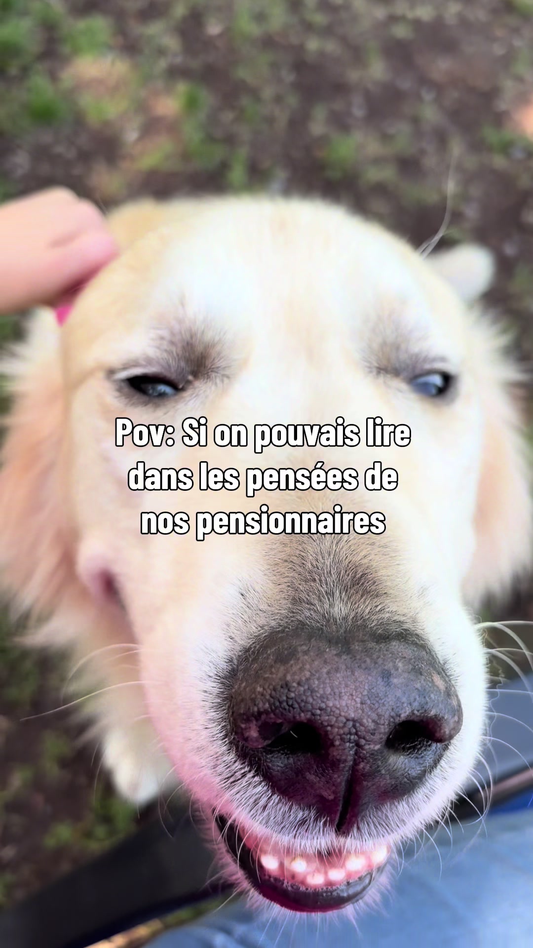 @Pension.canine.Aguerin
