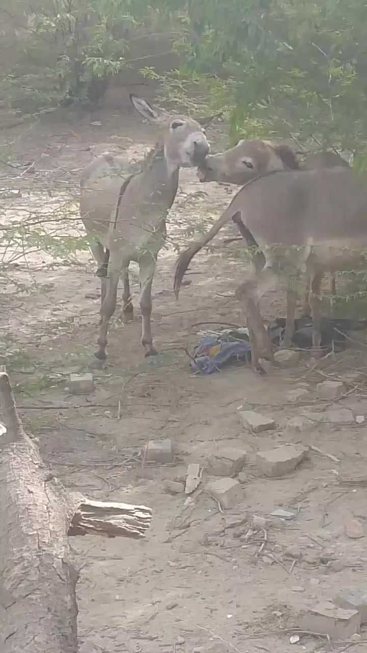 @029289Animals Hub Lovers