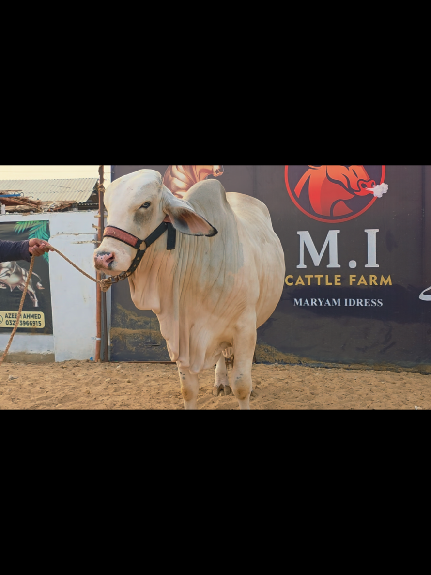 @MI Cattle Farm