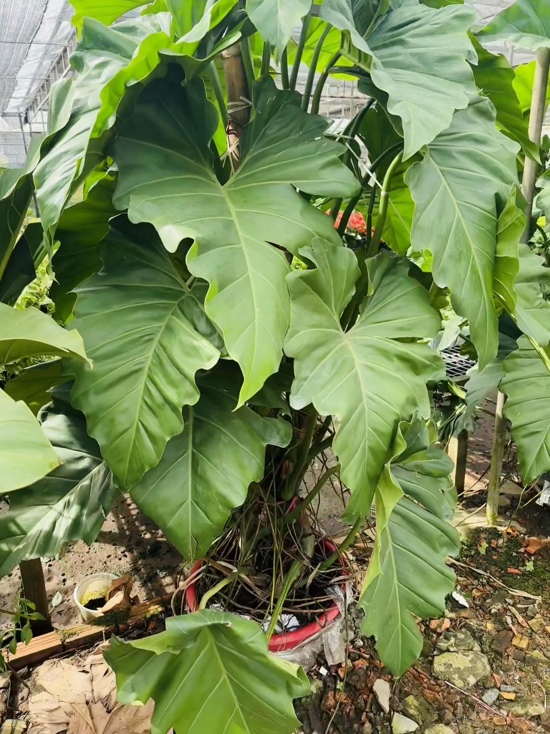 @Tiệm Lá Nhỏ