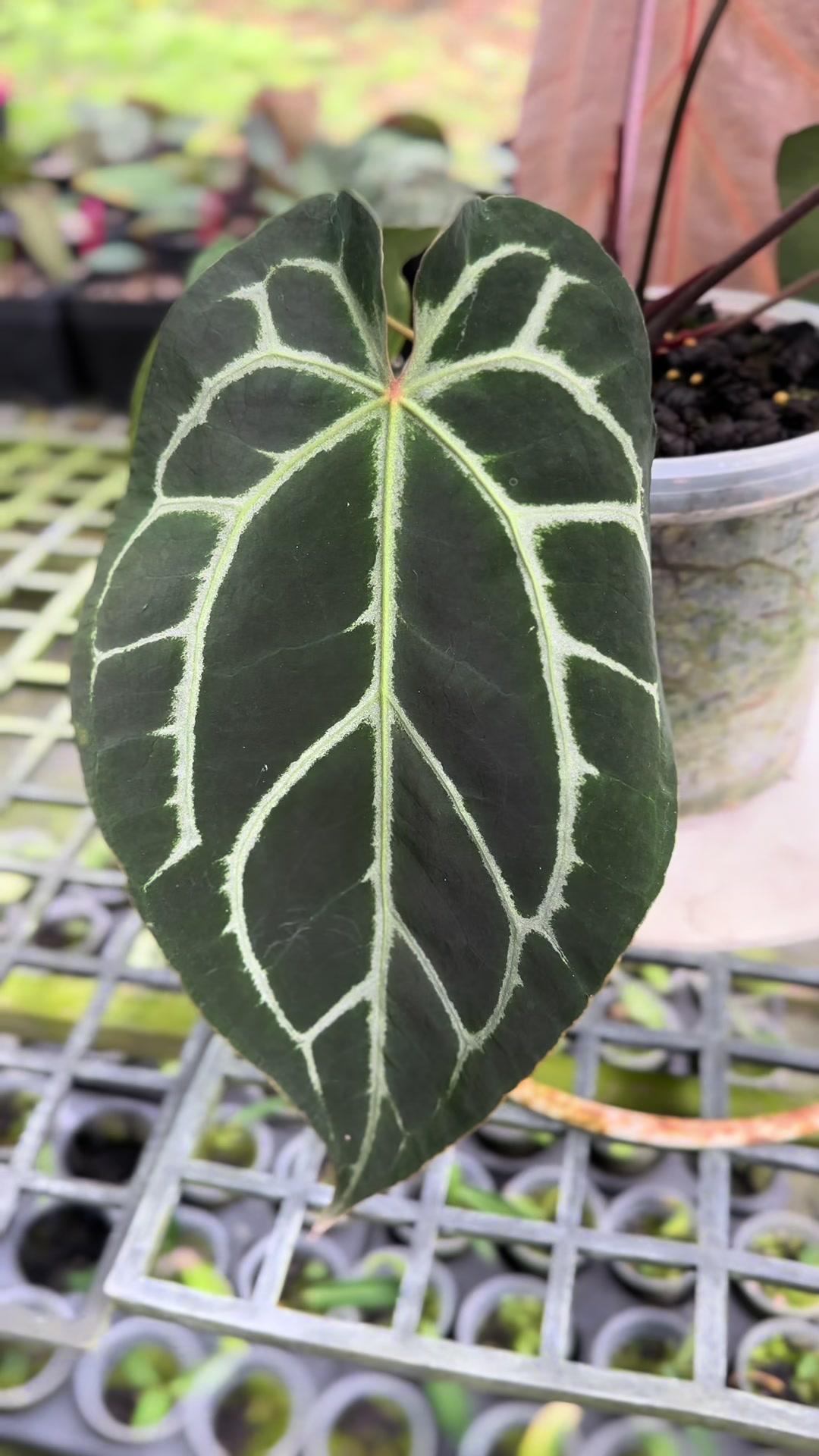 @KeepcầmKây🥦