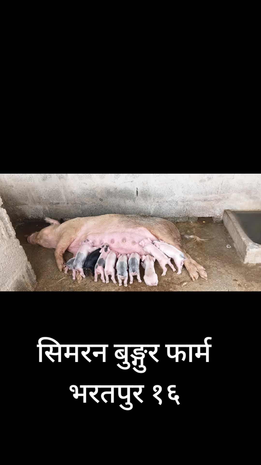 @Namita Dawadi