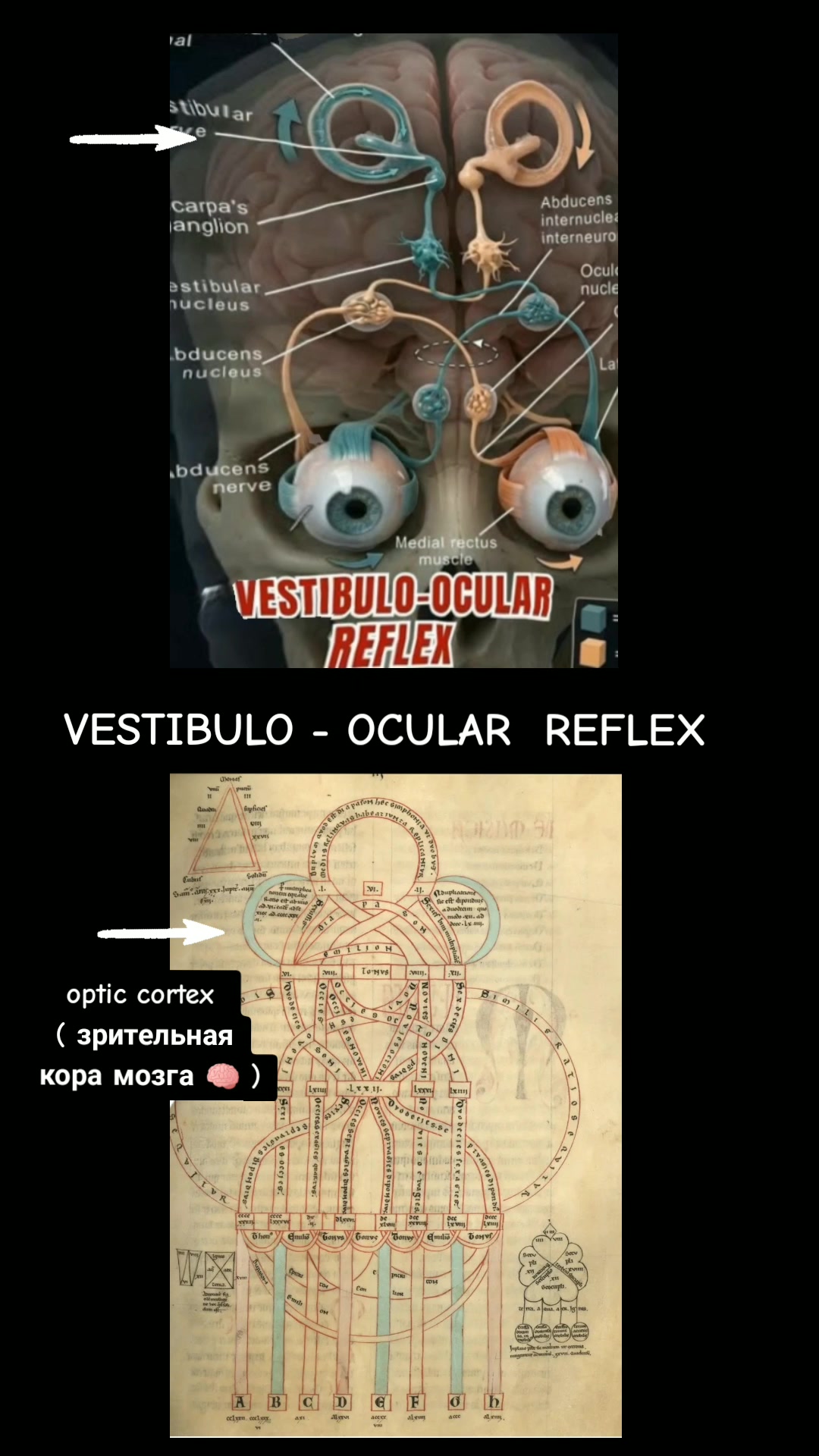 @ОЛЬГА ВЕЛЖИЧ
