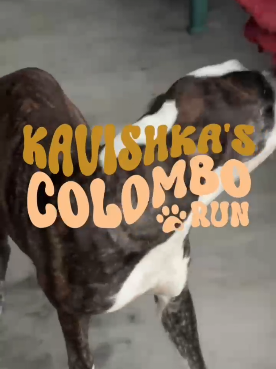 @tailsoffreedomsl