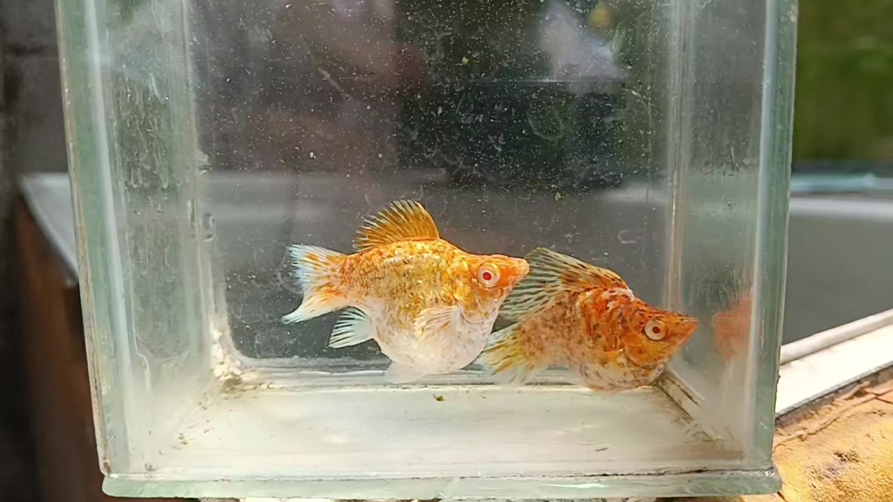 @dexx aquatics