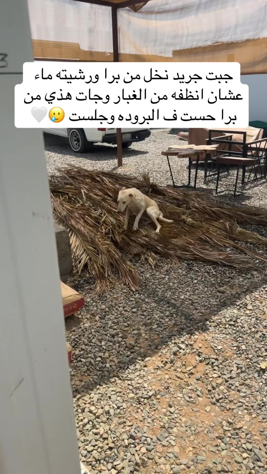 @مـاجـد✨