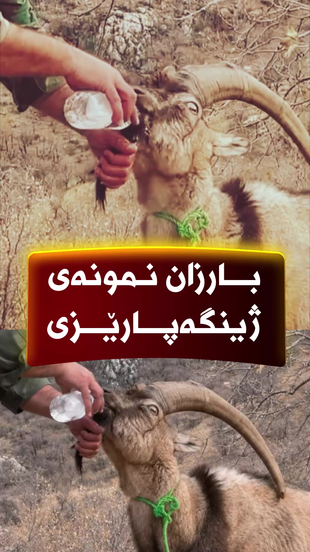 @🎤📺 𓆩جیگر هەركی𓆪 Journalist