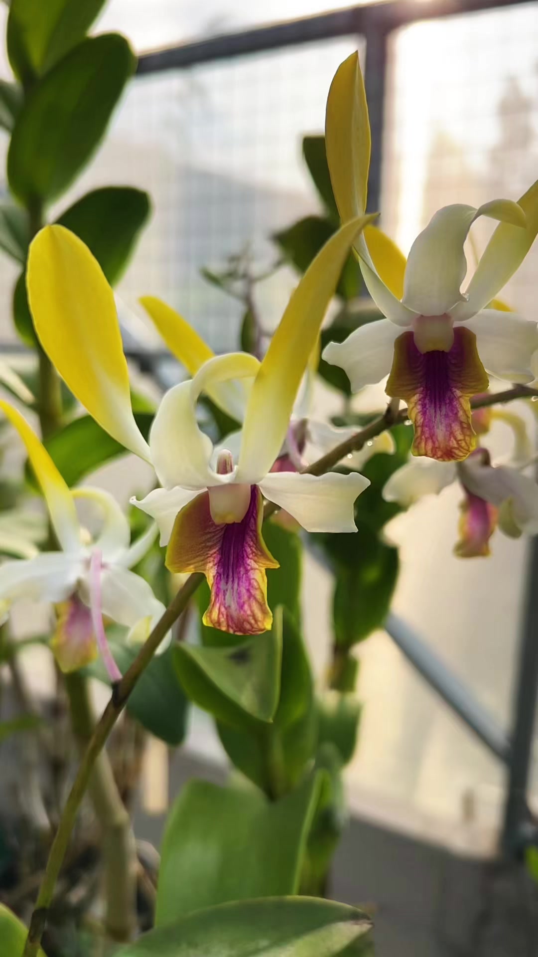 @Anggina Orchid