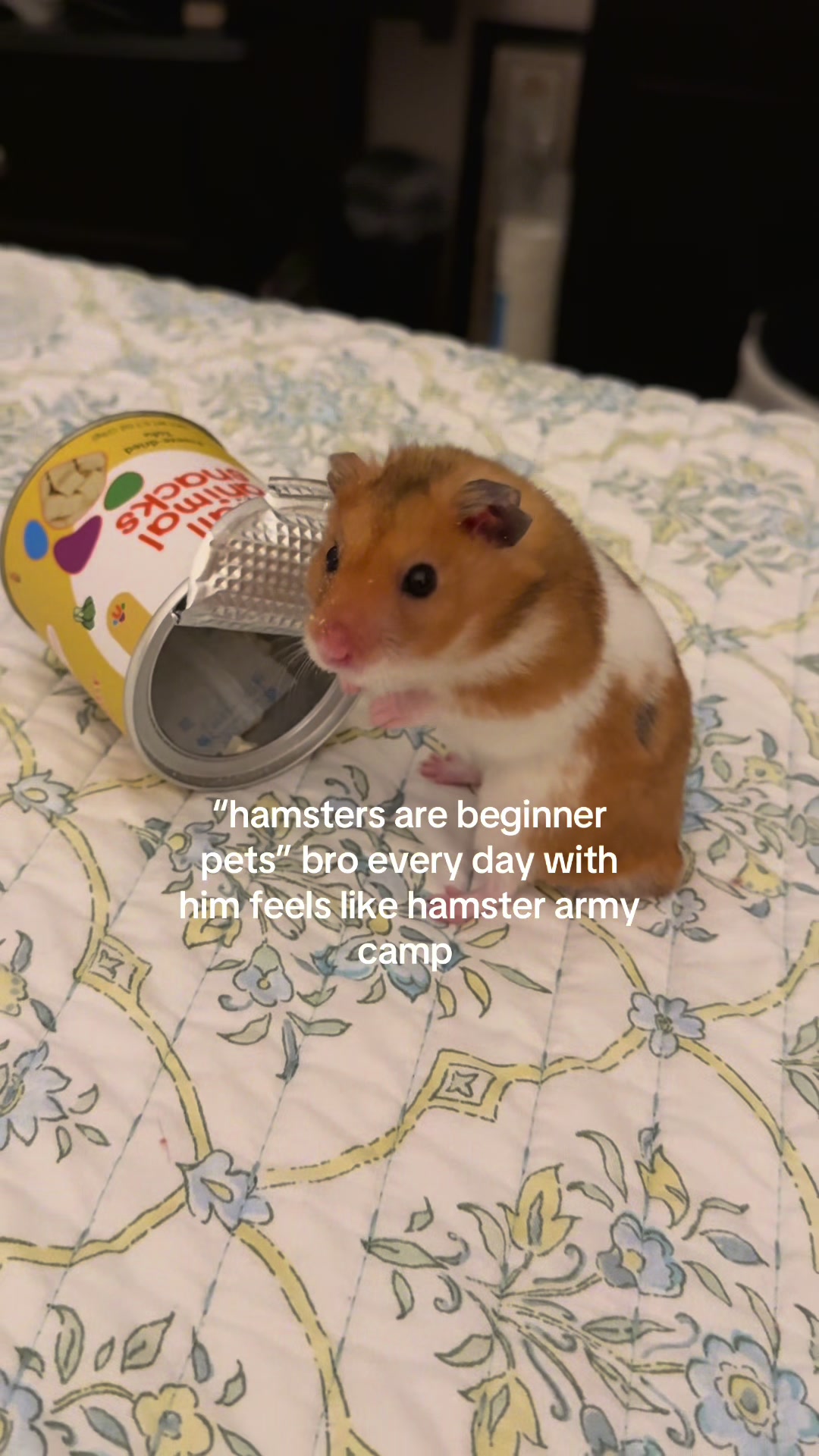 @hamsterwlw