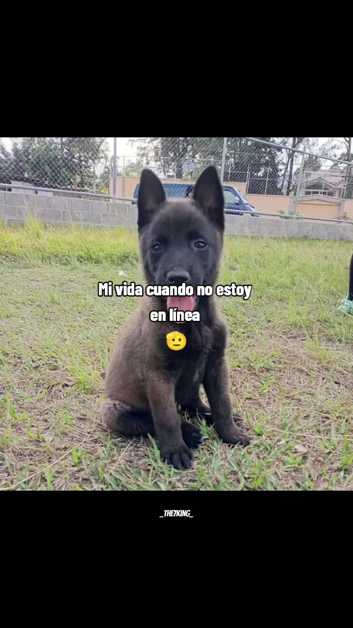@Justin Thu Flaco