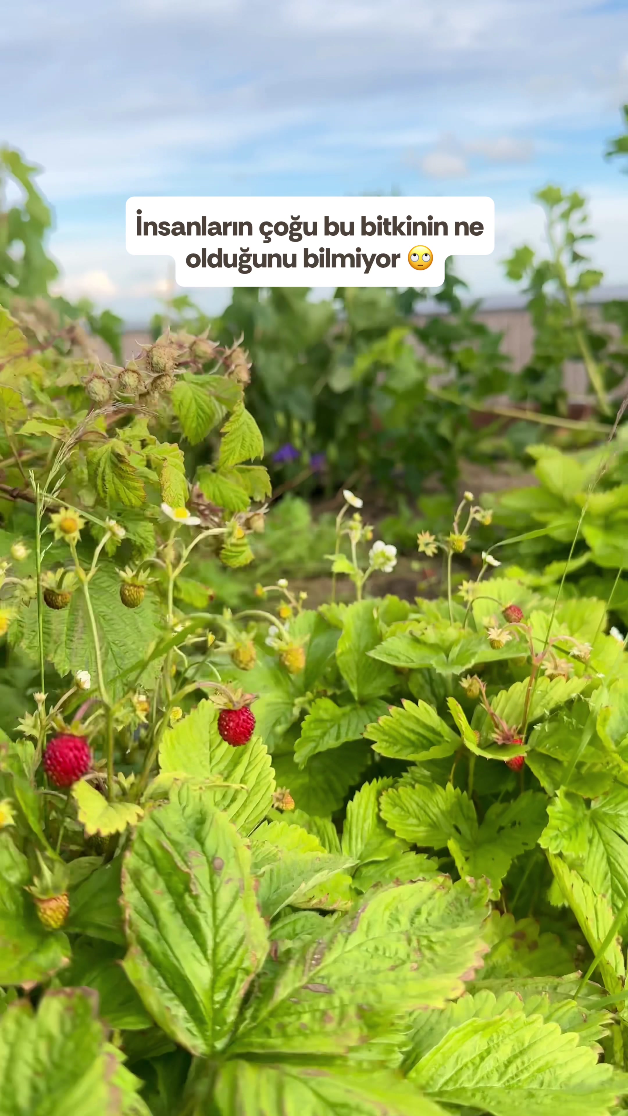 @Peyzaj Mimarı Buse 🍀