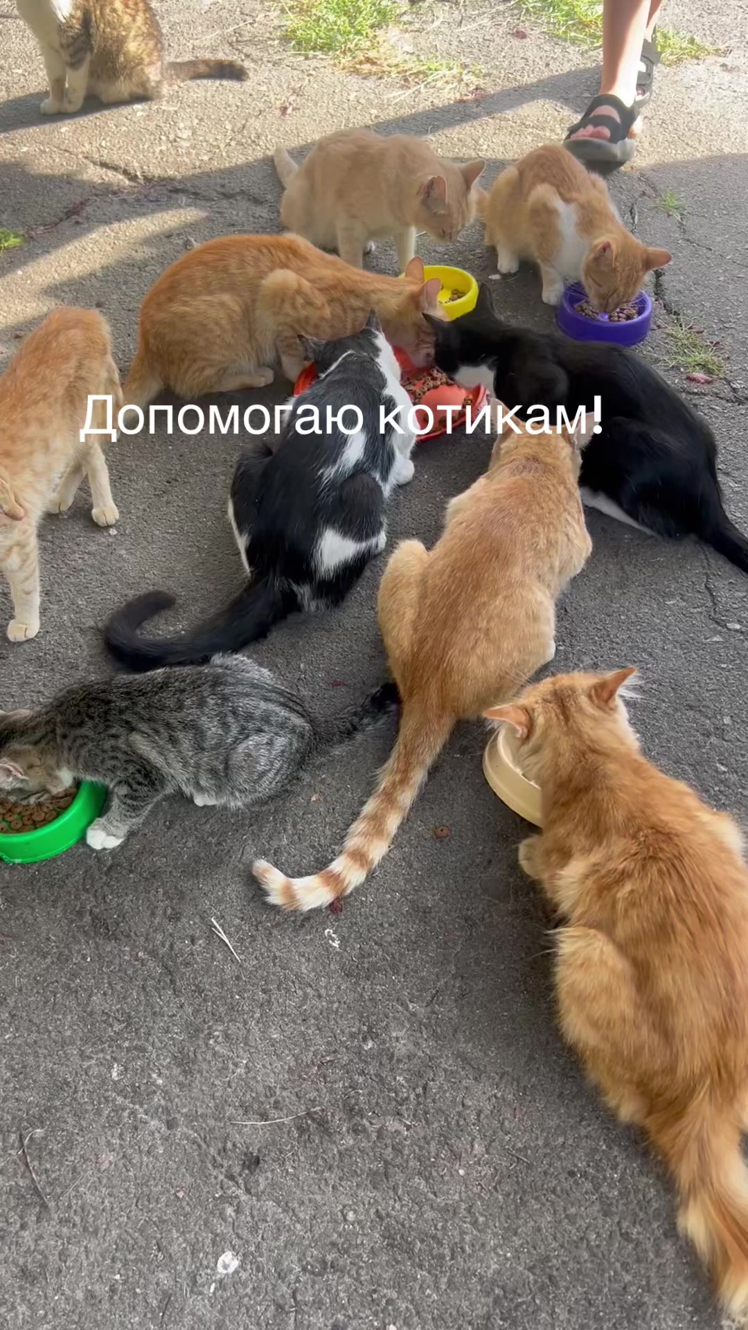 @Алиса