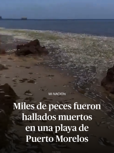 @DiariodeM&eacute;xico