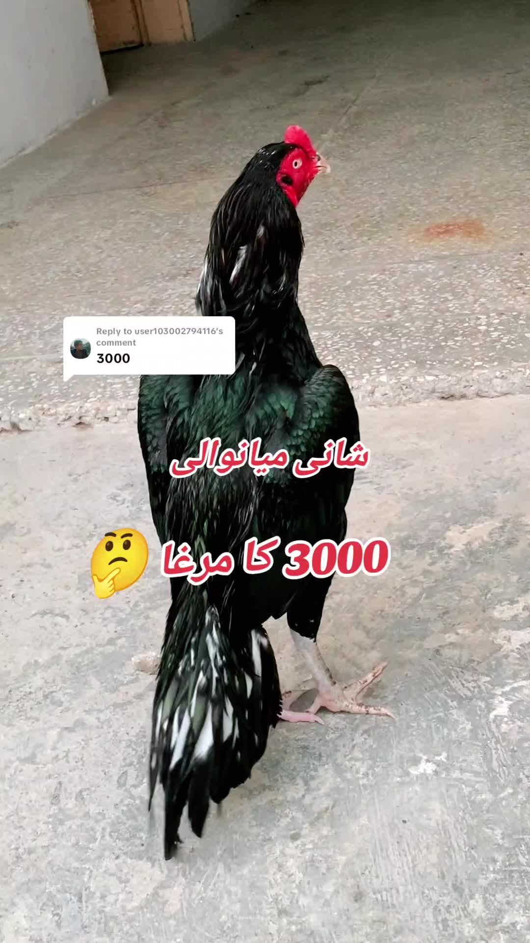 @Shani.Mianwali