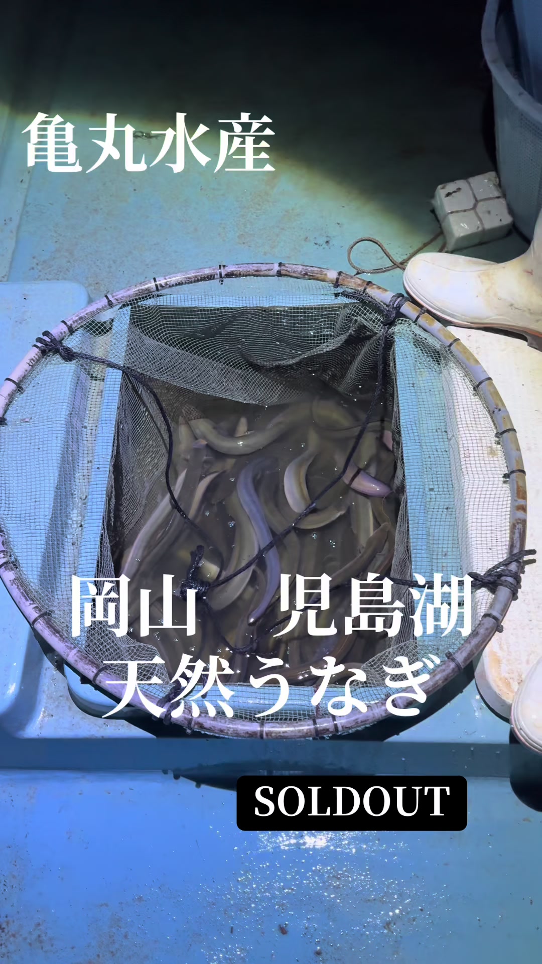 @亀丸水産社長🐢