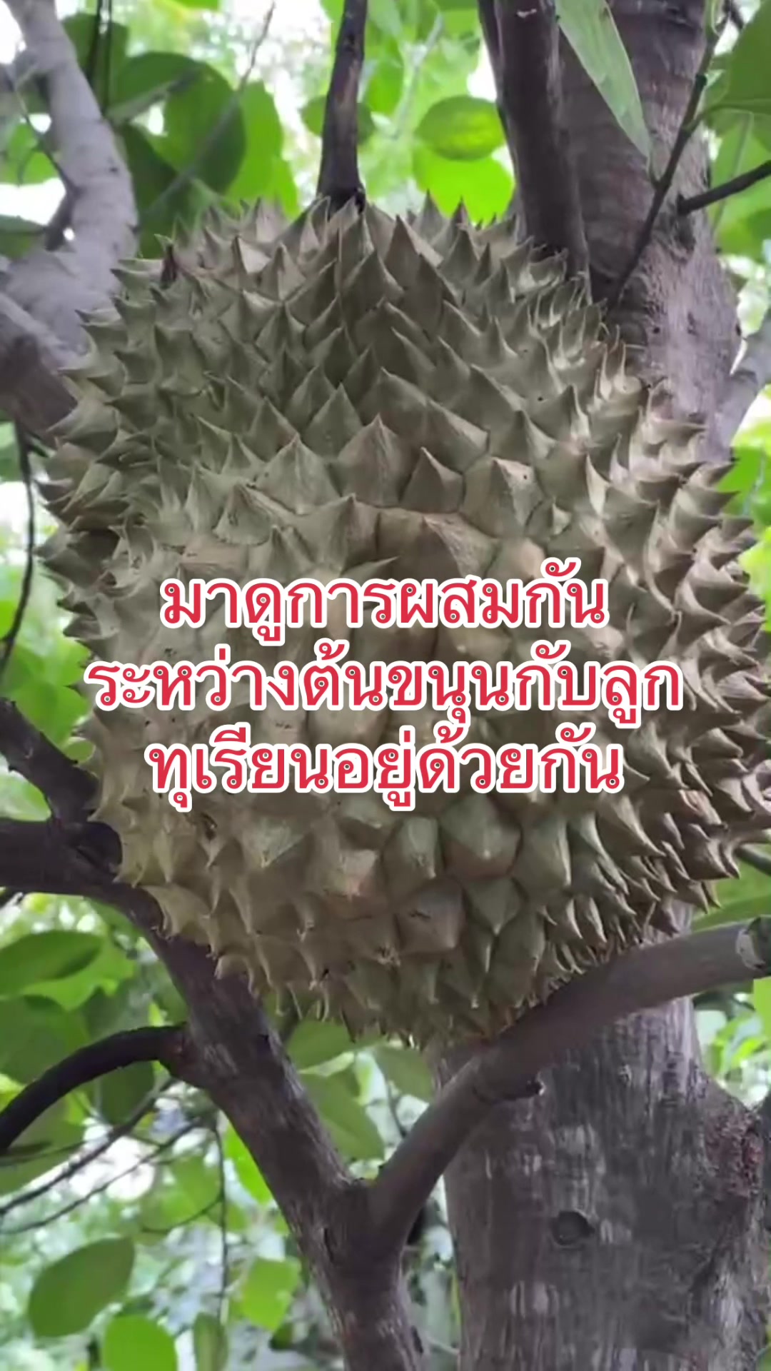 @DiewPredator Maha Sarakham