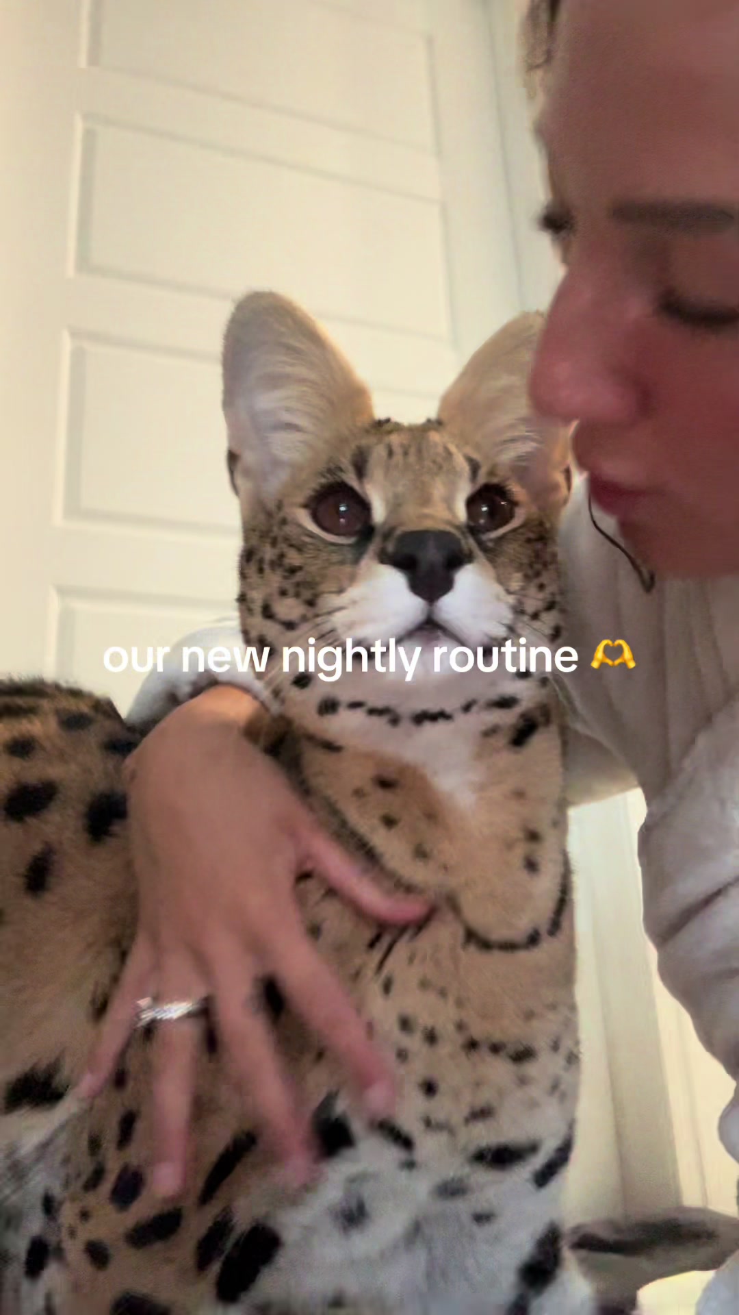 @milo the serval