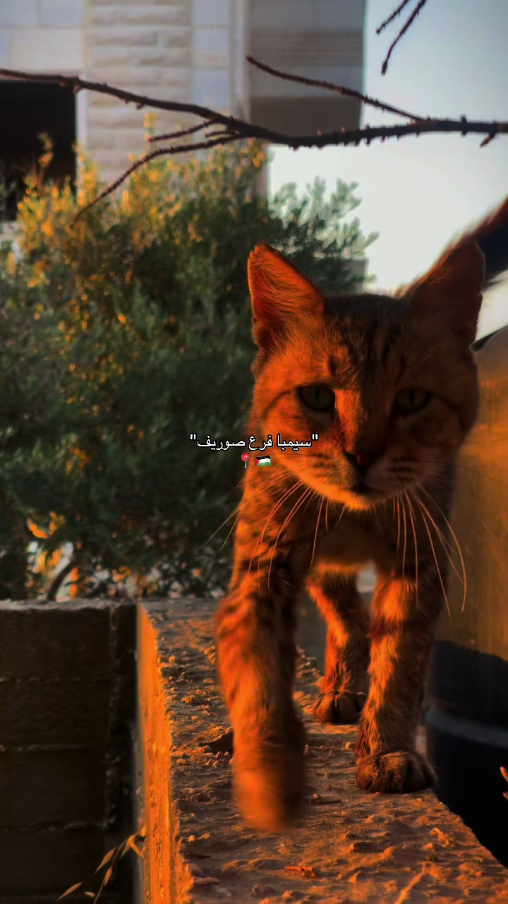 @شَغّفْ🍂🤎