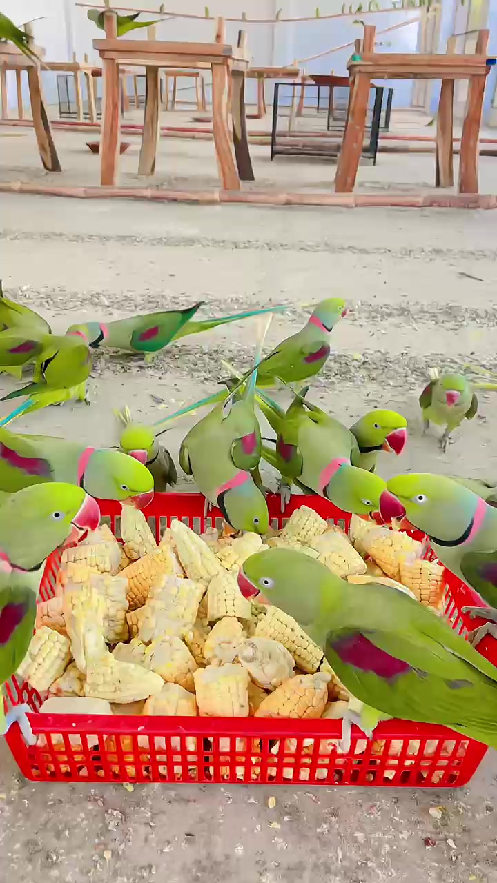 @WA Aviary