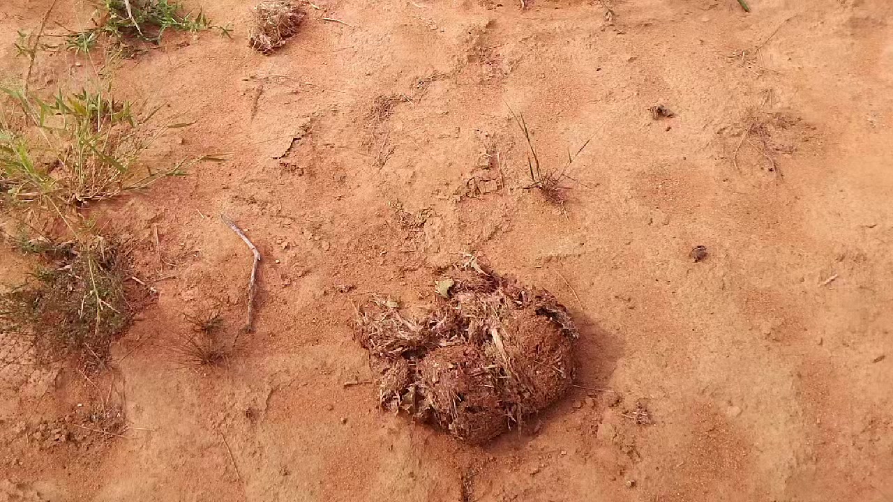 @Goyo Katumbaku kipozeo