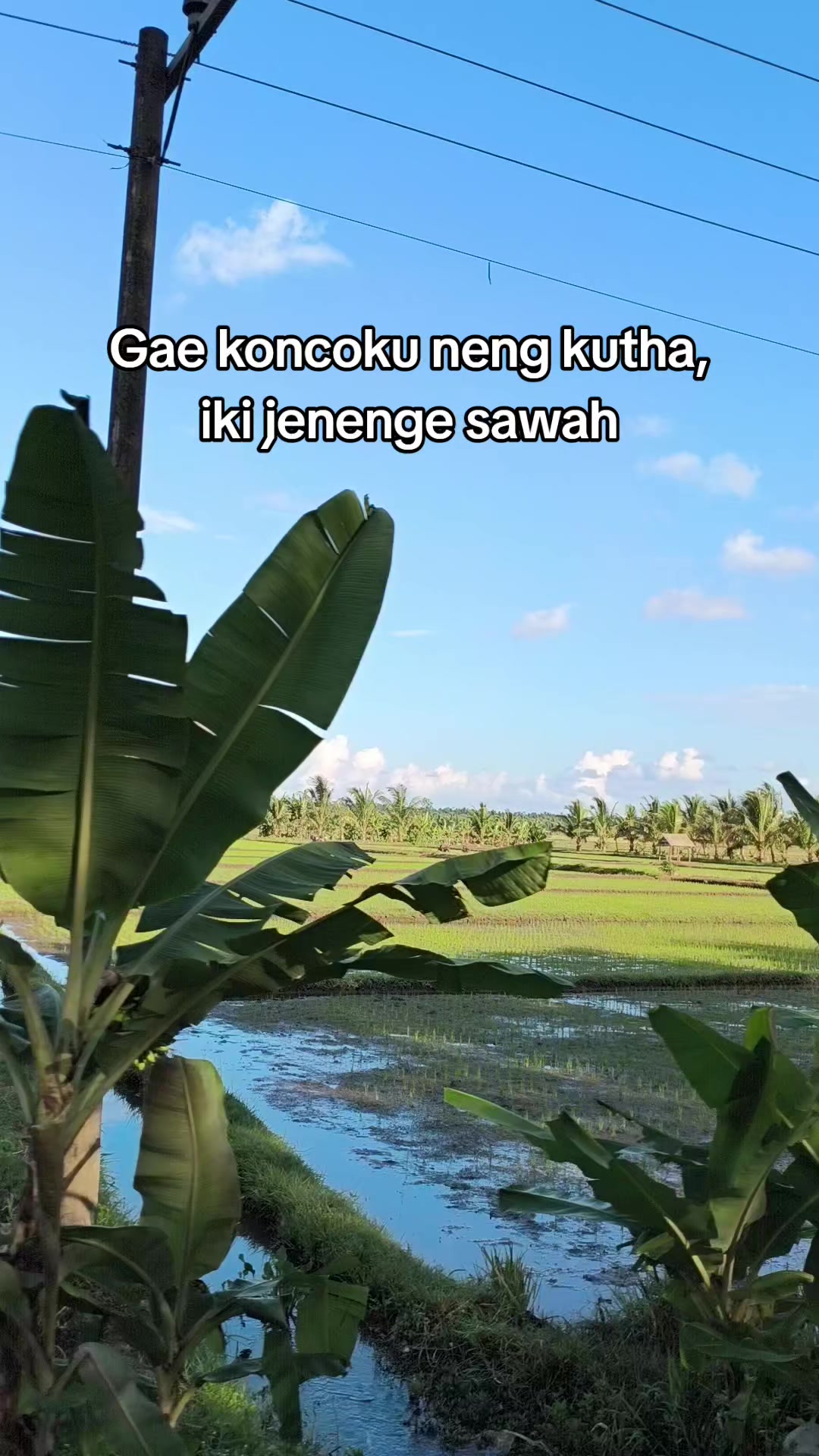 @TT-3114🇮🇩🦈