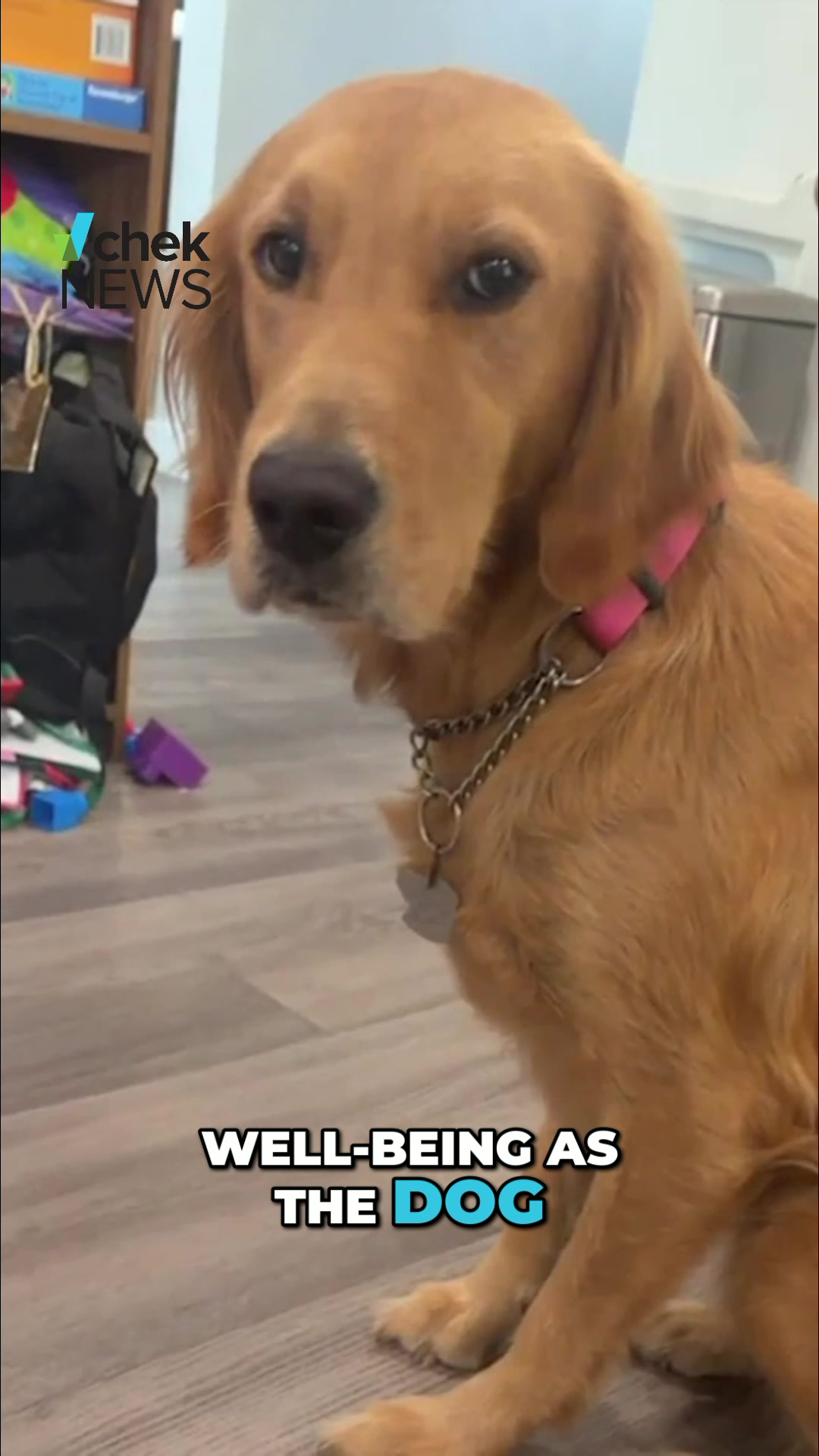 @chekmedia