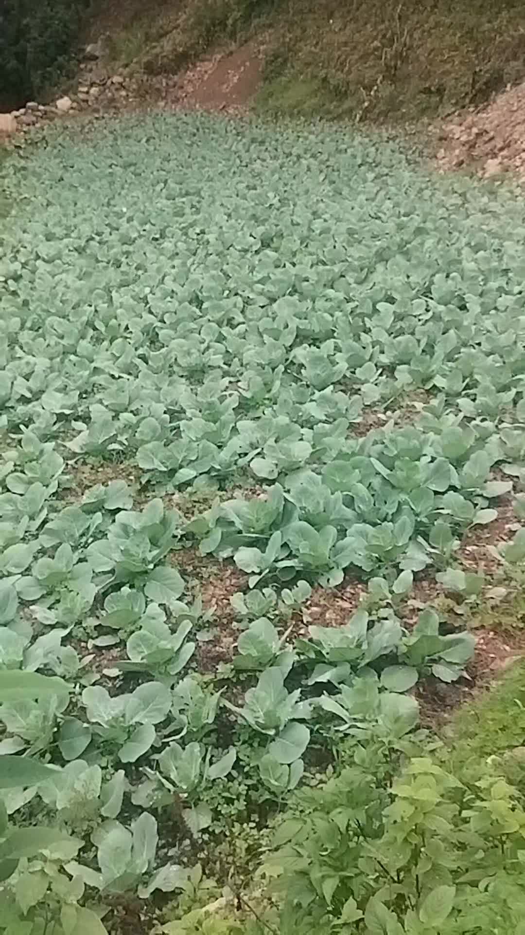 @सुस्मा मगर 🇳🇵🇳🇵🙏❤️