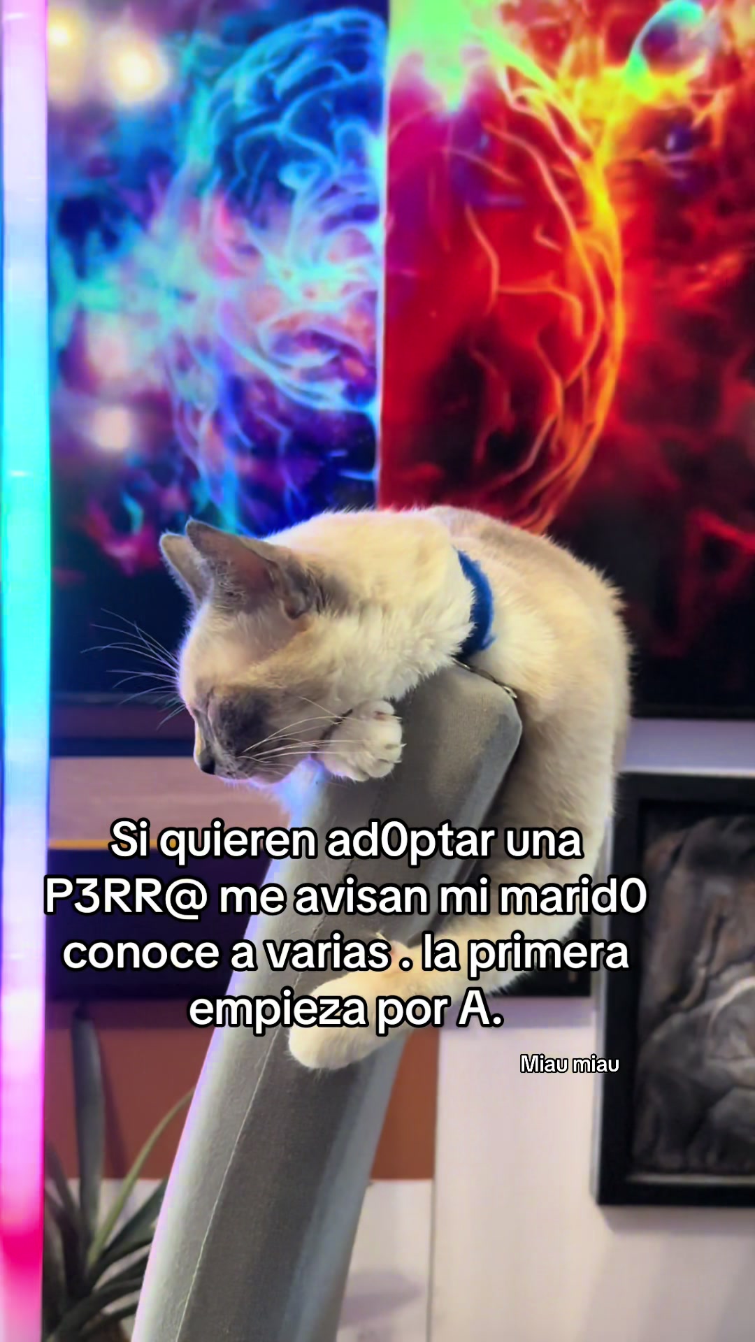 @Rodrigo and Watermelon the cat